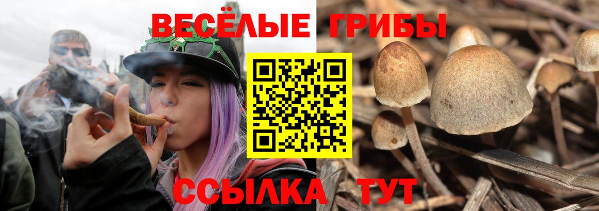 Волгоград  Псилоцибиновые грибы GOLDEN TEACHER  Вход с VPN 